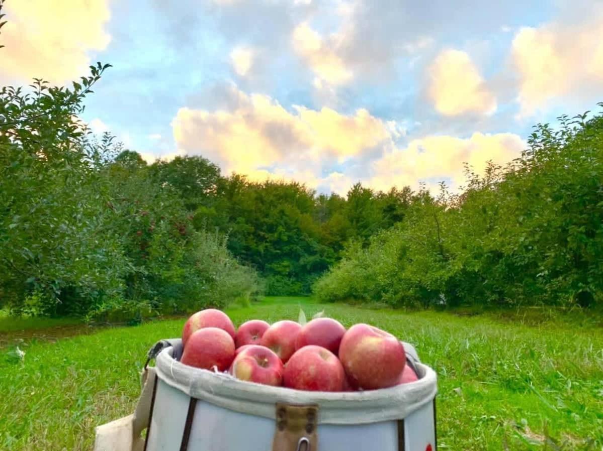 The Cortland Cottage At Brant'S Apple Orchard 阿什塔比拉 外观 照片